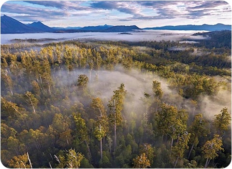 elevated view of Tasmanian world heritage area with fog in trees and mountains in background