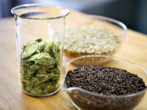 Barley, Hops and Wheat for Brewing Beer