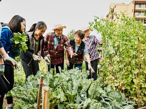 community garden / asian americans
