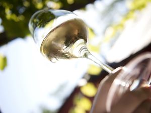 Dry Riesling is a popular choice among wine drinkers