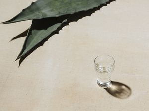 mezcal and agave leaves