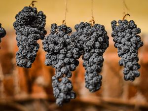 Corvina grapes drying for Amarone production
