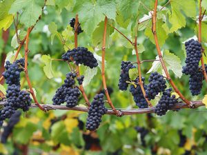 Pinot Noir clusters