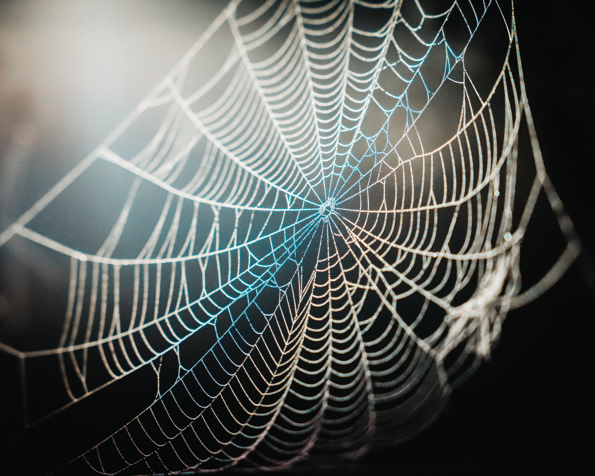 solar traps on spiders web
