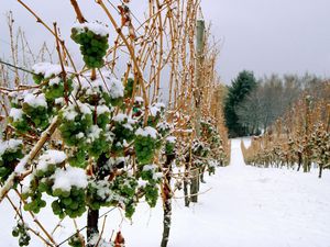 Frozen grapes on the vine for ice wine