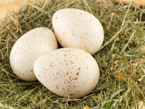 Turkey eggs in a nest